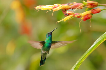 Wall Mural - Sparkling violetear (Colibri coruscans) Ecuador