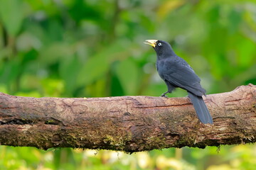 Wall Mural - Subtropical cacique, Cacicus uropygialis, Ecuador