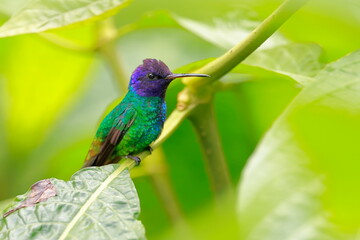 Wall Mural - Velvet-purple coronet, Boissonneaua jardini, Ecuador