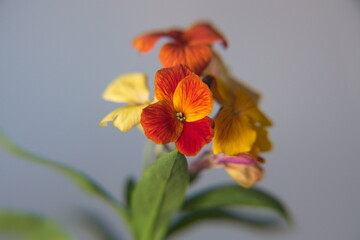 erysimum cheiri in bloom, orange flowers, cheiranthus cheiri, wallflower 