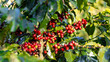 © unikyluckk - Coffee plant fruit red berry branch in coffee farm with fresh red and green coffee beans harvesting in mountain plantation, coffee beans trees agriculture and drinking beverages inndustry business.