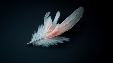 Leinwandbilder - Close up shot of a delicate feather with soft textures showcasing a gradient of white and pink hues against a dark background