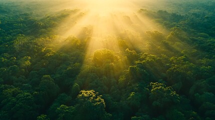  Sunrise over misty forest, aerial view, nature background, eco-tourism