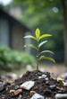© Giuseppe Cammino - Small tree growing on garbage pile against a blurred background