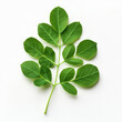 © Shivani - close up of moringa leaf