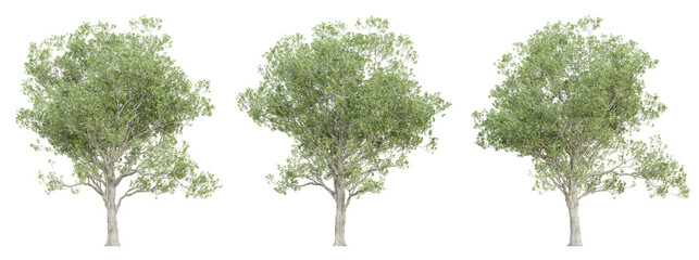 Wall Mural - 3d quercus robur trees on transparent background, png plant.