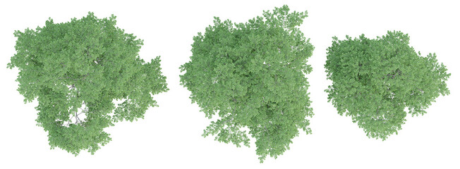 Wall Mural - top view of 3d render of fagus sylvatica tree on transparent background, png plant illustration.