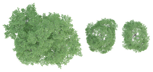 Wall Mural - Top view of 3d render of fagus sylvatica tree on transparent background, png plant illustration.