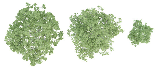 Wall Mural - Top view of 3d quercus robur trees on transparent background, png plant illustration.