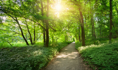Fototapete - Generated Image　5月　森　新緑　木々　風景　朝の光　緑　葉　輝き　森林浴　清々しい　雰囲気　奥行き　木漏れ日　芝生　苔　自然　美しい　癒し　景色　澄んだ　豊か　公園　風景　風　木陰　明るい　心地よい　初夏　空気　ピクニック　明るい　開放的　里山　山　鮮やか　生命力　のどか　穏やか　自然の恵み　日本　涼しい　爽やか