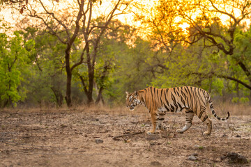 wild female bengal tiger or panthera tigris bandhavgarh national park forest reserve madhya pradesh 