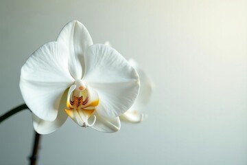 Wall Mural - Delicate white orchid blossom, pristine petals against pure backdrop, summer, white