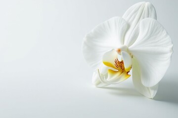 Wall Mural - Delicate white orchid blossom, pristine petals against pure backdrop, pure, blossom