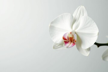 Wall Mural - Delicate white orchid blossom on pure white backdrop, pure, subtle