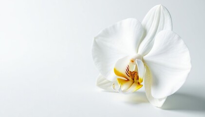 Wall Mural - Close-up of pristine white orchid on pure white background, delicate, peaceful, isolated