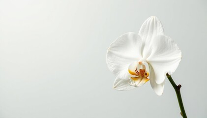 Wall Mural - Delicate white orchid blossom against pure white backdrop, studio, closeup