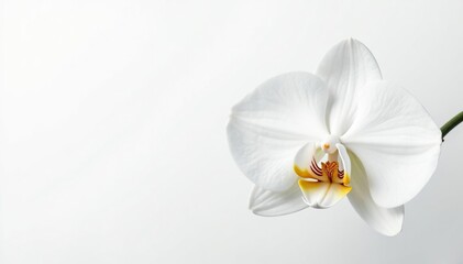 Wall Mural - Delicate white orchid blossom on pure white background, elegant, botanical photography
