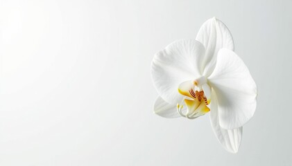 Wall Mural - Delicate white orchid blossom against pure white backdrop, spring, still life, elegant
