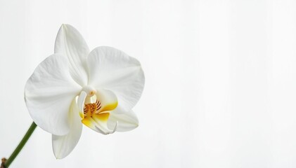 Wall Mural - Delicate white orchid blossom against pure white backdrop, elegant, texture, fragile