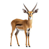 Agile nimble antelope png wildlife png savannah png speed png grazing animal png herd png African wildlife png graceful png nature scene png transparent background image