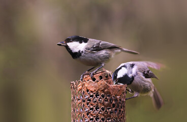 Wall Mural - Two Black-headed tit sit on the feeder, holding seeds in their beaks.