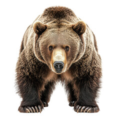 wild bear png grizzly bear png forest predator png powerful animal png brown bear png wildlife beast