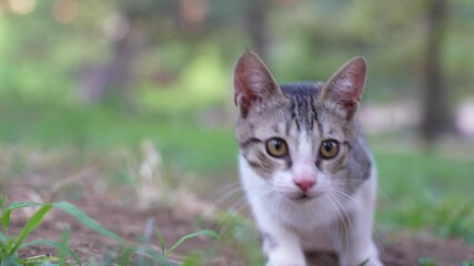 Wall Mural - kitten is playing and fighting