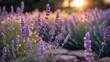 © Tina - Lavender Field at Sunset with Soft Light and Blurred Background