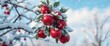 © อาภา โรจนวิจิตรภัณฑ์ - Heavy snow drapes a branch laden with frosty red apples, serene winter sky, tree, frost, texture