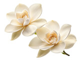 Beautiful gardenia flowers bloom gracefully, showcasing their delicate petals and enchanting fragrance that brings joy to any setting