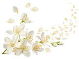 Beautiful jasmine flowers gracefully scatter, creating serene and enchanting atmosphere filled with delicate petals