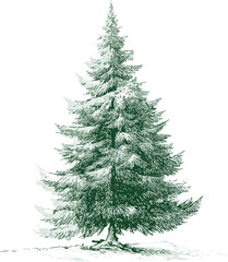 Illustration of a detailed green pine tree with snow on branches, winter scenery in sketch style. Vector illustration