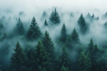 Poster - Dense mist envelops towering evergreen trees in a tranquil forest landscape during early morning hours