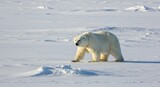 Majestic polar bear navigating arctic landscape under glistening sunlight