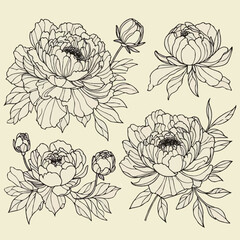  Set outline peony spring, doodle Collection floral stems. Hand drawn Botanical drawing. Detailed line art peonies illustration. Simple Stylized anemone flowers. Black and White blossom sketch