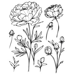  Set outline peony spring, doodle Collection floral stems. Hand drawn Botanical drawing. Detailed line art peonies illustration. Simple Stylized anemone flowers. Black and White blossom sketch