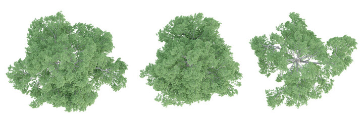 Wall Mural - Top view 3d render of ulmus minor trees on transparent background, png plant illustration.