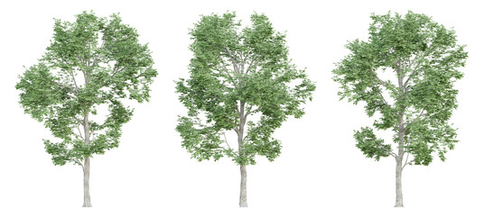 Wall Mural - 3d ulmus minor trees on transparent background, png plant.