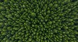 © edo - Aerial View of Lush Evergreen Forest A Stunning Drone Photography