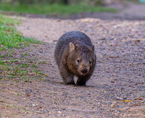 wombat