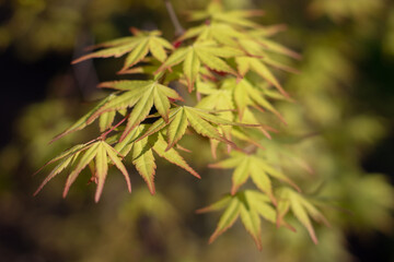 Wall Mural - Palmate maple, Japanese maple, smooth Japanese maple or acer palmatum leaves in the spring.