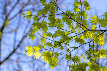 Wall Mural - Acer shirasawanum, Shirasawa maple or fullmoon maple bright green foliage in the spring.
