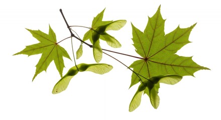 vivid green maple leaf and seed samaras detailed botanical product mockup display isolated on white 