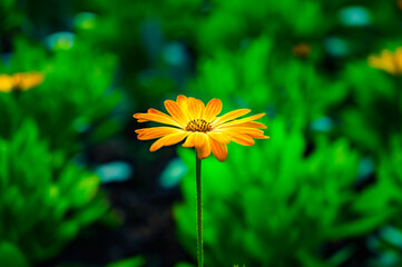 Wall Mural - Flower Series : Yellow flowers on blurred nature background