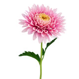 gerber daisy isolated on white