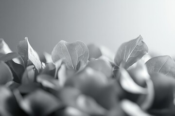 Aufkleber - Close-up monochrome photograph of delicate, translucent leaves, showcasing intricate vein patterns.