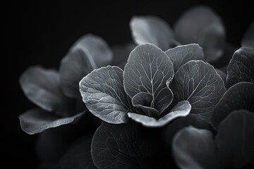 Aufkleber - Close-up monochrome photograph showcasing the intricate vein patterns of lush, dark green leaves.