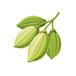 © Sabellatint - Simple flat 2D icon cardamom isolated on transparent background, vector, flat design, animation design, vector, flat design, animation design, simple flat 2D icon, minimalist design, clipart