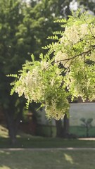 Wall Mural - vertical video, blooming branch of white acacia in green leaves in city spring park under bright sun