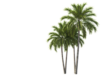 three tall palm trees isolated on white background—ideal for tropical, vacation, nature, travel, and